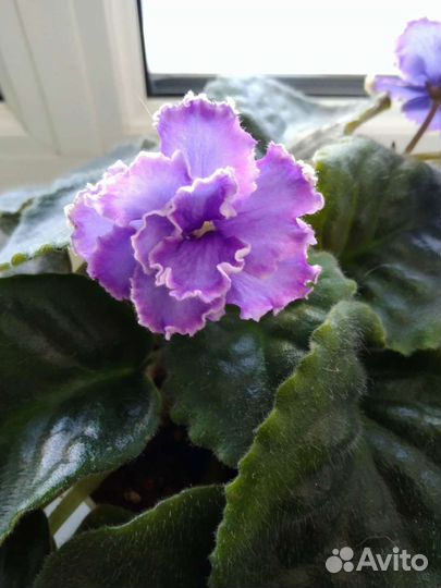 Сортовые фиалки