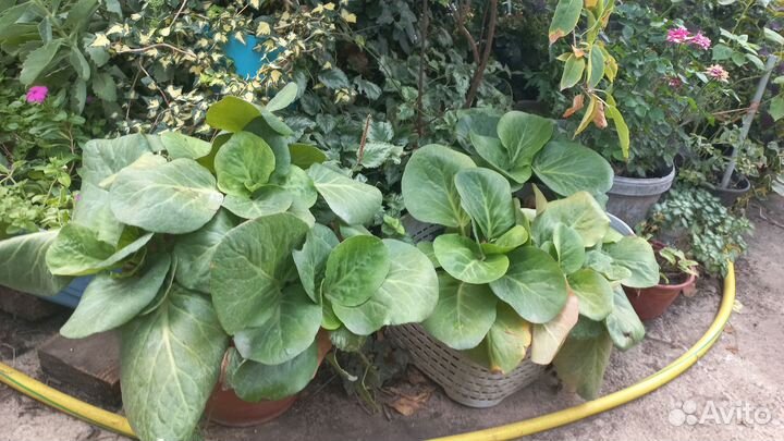 Уличные многолетники