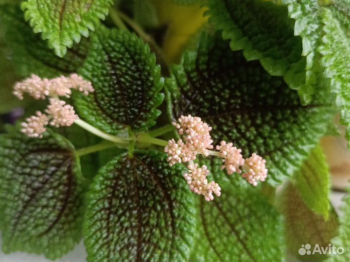 Пилея крассифолия