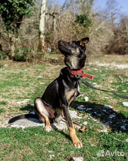 Собака в добрые руки