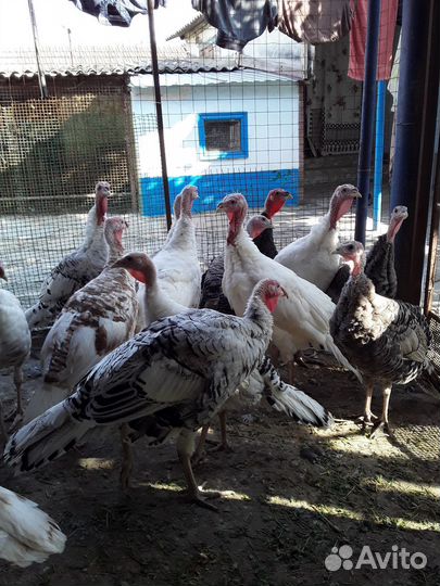 Индюки домашние