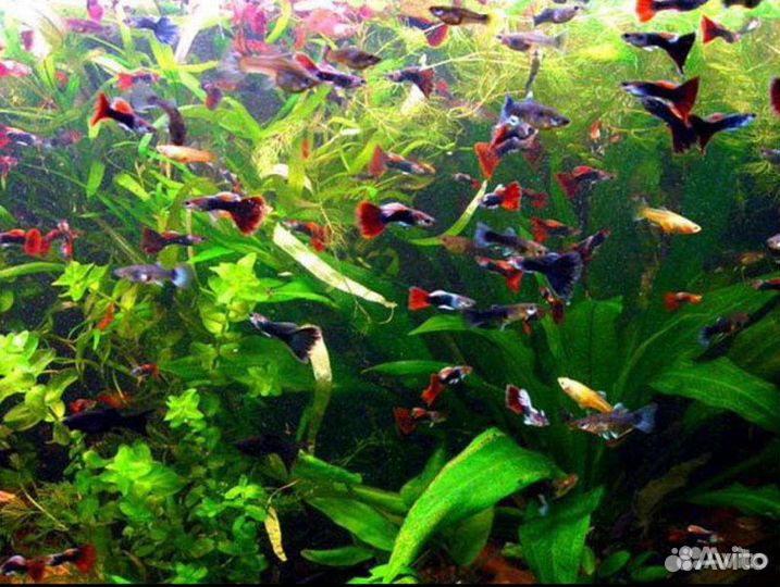 Аквариумные рыбки большой выбор (питомник)