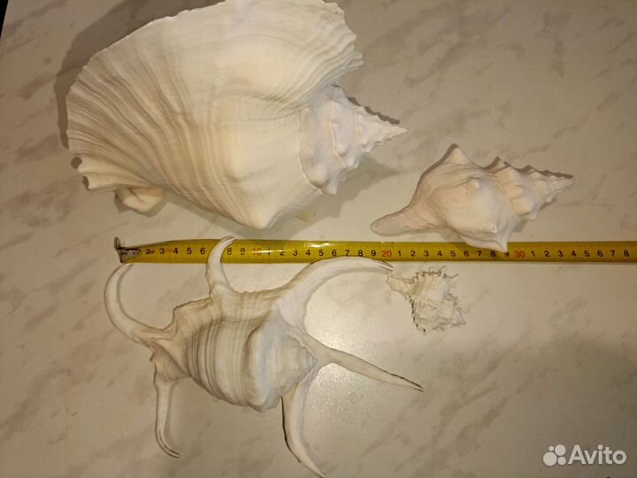 Ракушки для аквариума