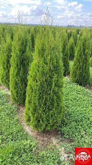 Туя колумна и другие растения