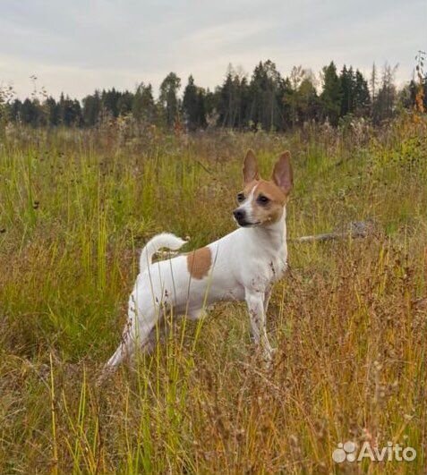 Вязка кобель той-фокстерьера