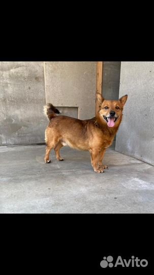 Собака мальчик молодой