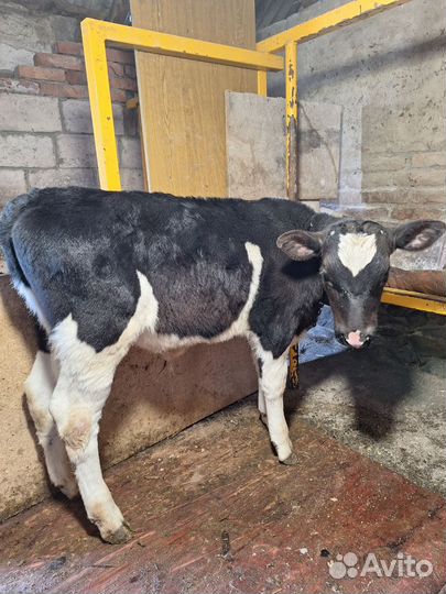 Корова молочная дойная