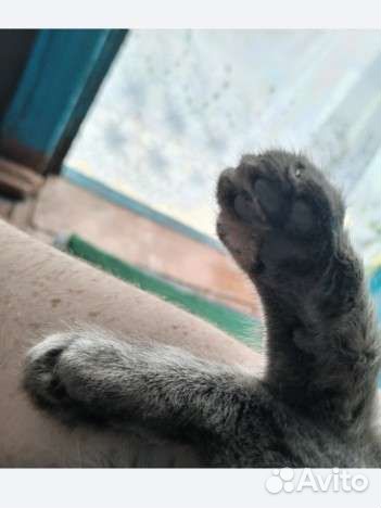 SOS - Кошечка ищет дом