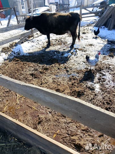 Корова с телëнкам