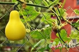 Декоративные тыквы для осенней поделки