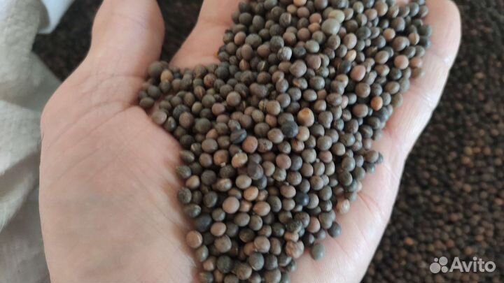 Вика Яровая Семена Льговская 22