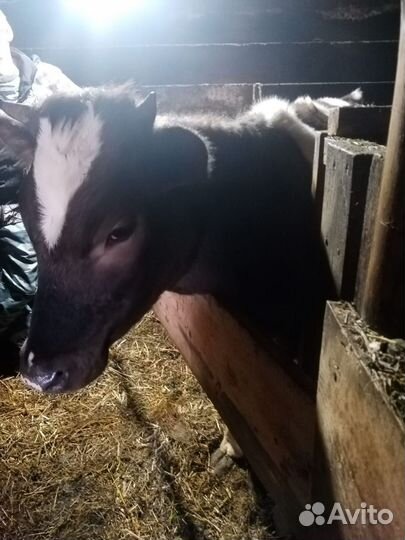 Телка, и коза нубо камори