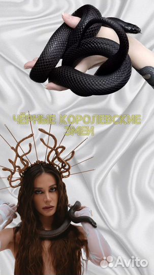 Аренда змей, питона, удава, животных на фотосессию