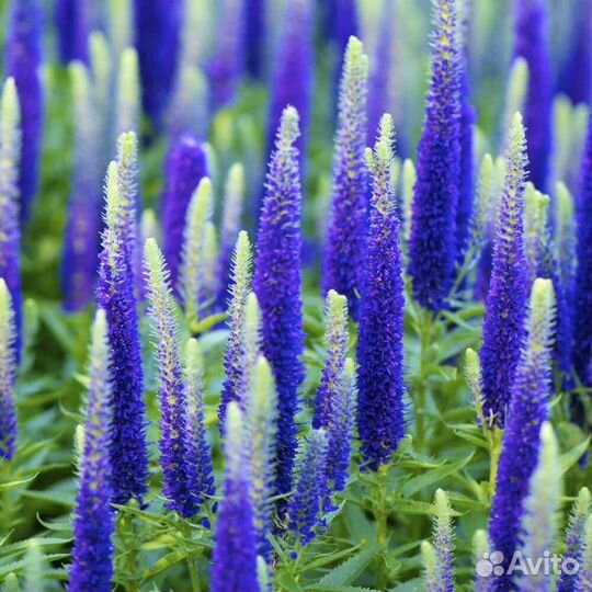 Цветы многолетние