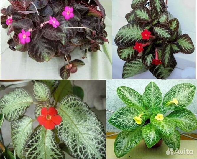 Композиция (2) из 4сортов эписций