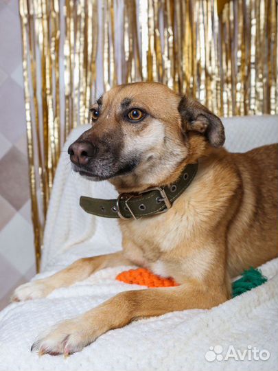 Милаш Бивис из приюта ищет семью