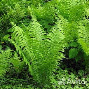 Папоротник