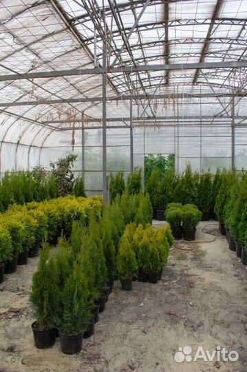 Туя смарагд