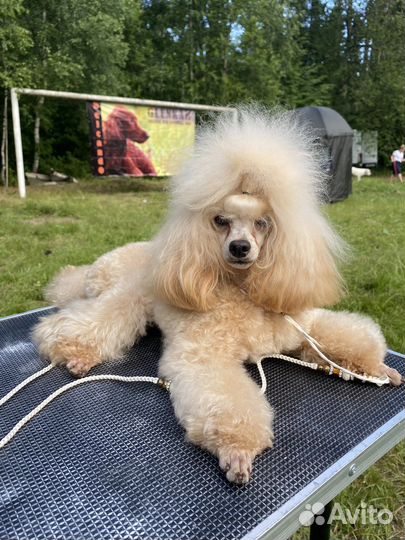 Той-пудель вязка