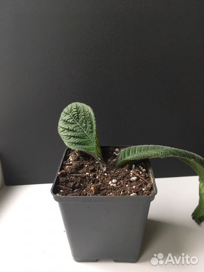 Фиалка. Глоксиния. Стрептокарпус