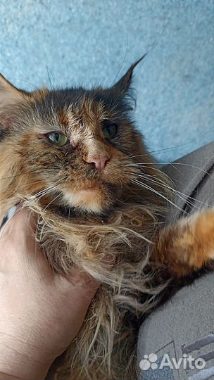 В добрые руки