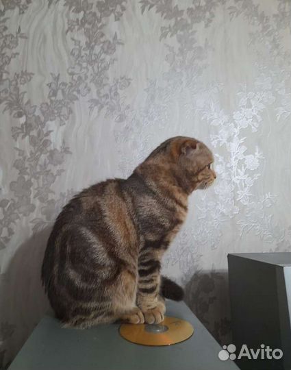 Шотландский кот вязка