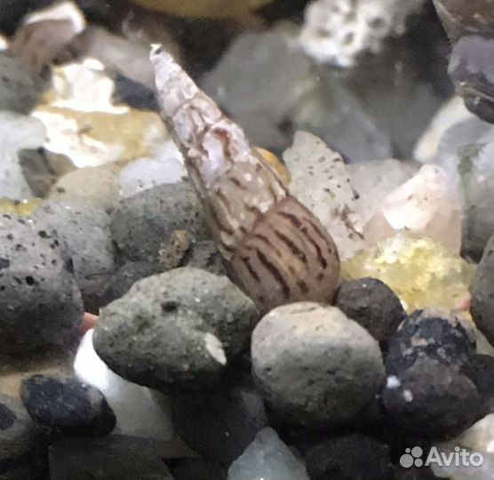 Улитка Мелания