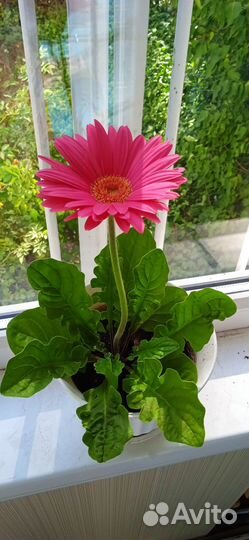 Гарбера, эустома, герань в горшках