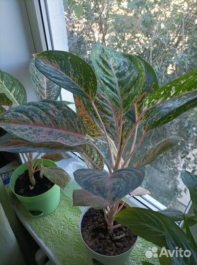 Аглаонема Арлекин (Харли Квин)