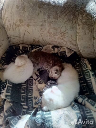 Продаю котят