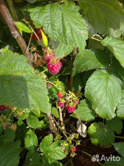Кусты малины