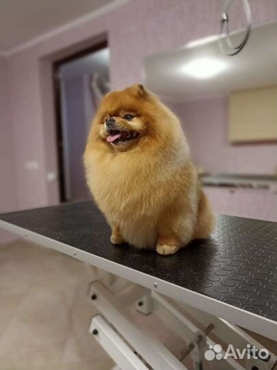 Груминг (стрижка) собак и кошек