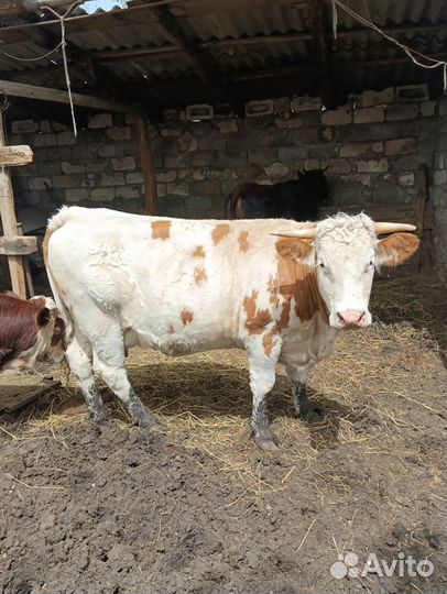 Корова сементал