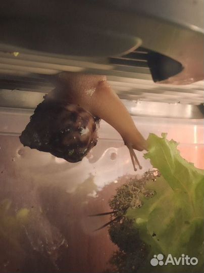 Детки улиток ахатина