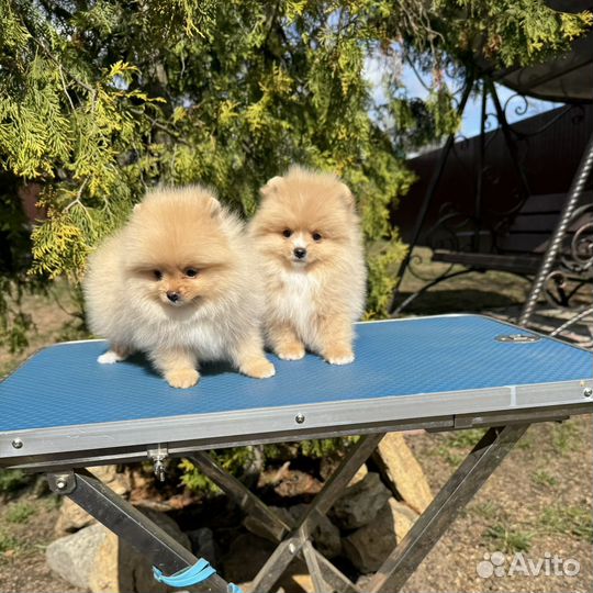 Медвежата
