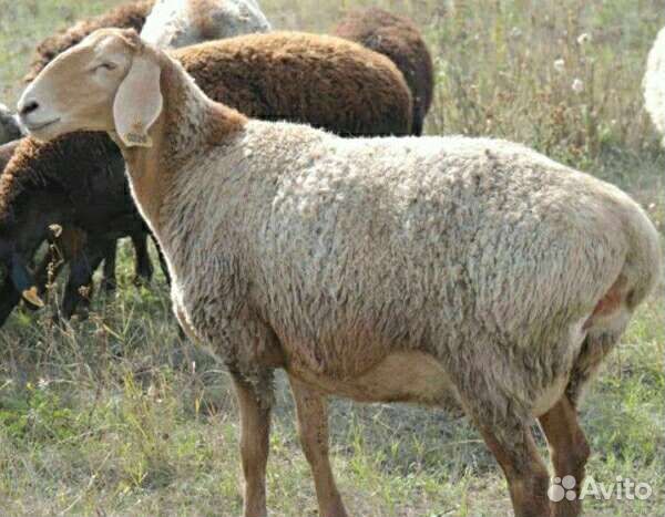 Ярочки, баранчики, овцы, эдельбаевской породы