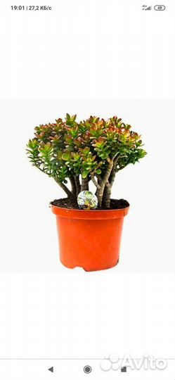 Крассула minor