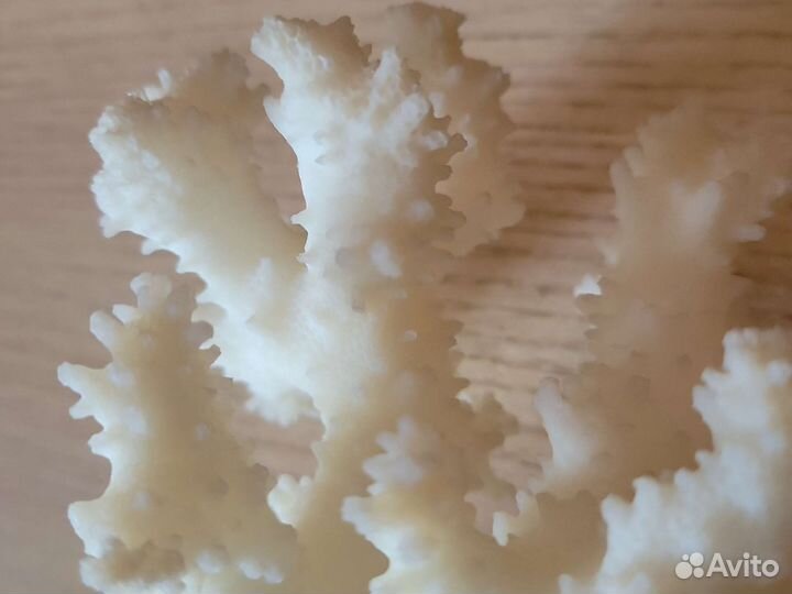 Коралл морской