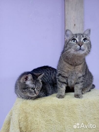 Кошки в добрые руки