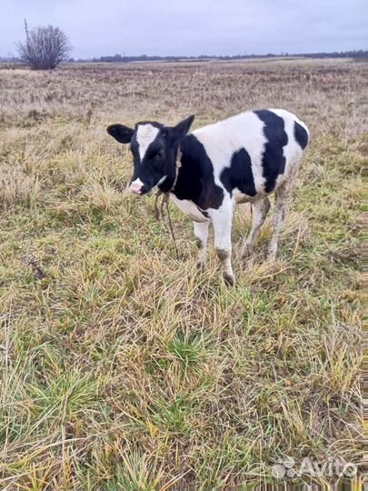 Бычок 4 месяца