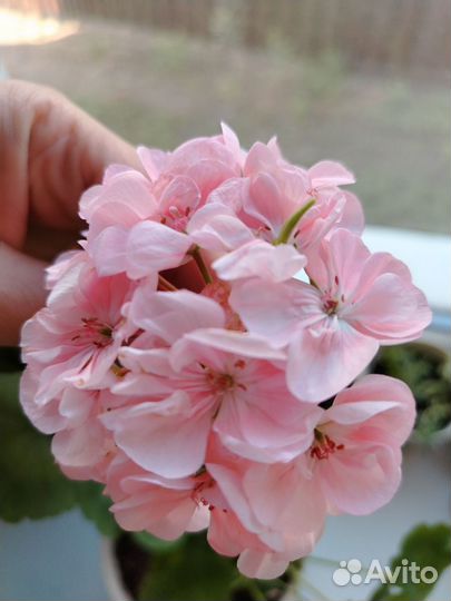 Пеларгония