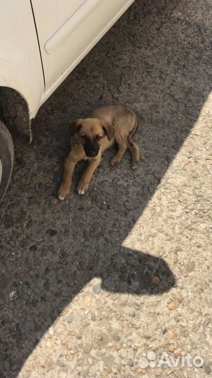 Отдам даром добрые руки щенка