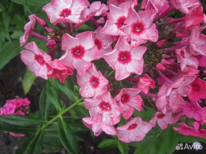 Флоксы сортовые