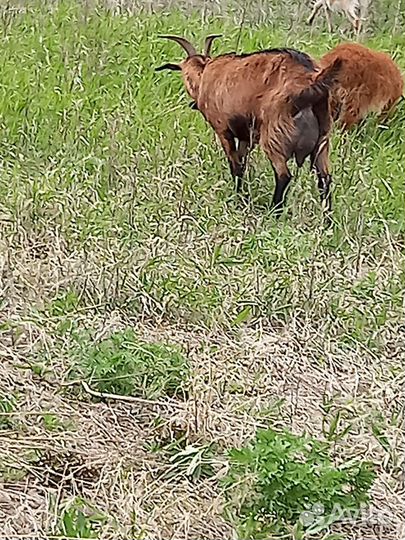 Коза дойная