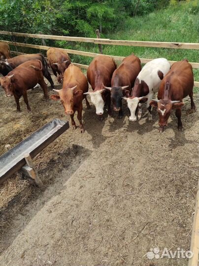 Продам быков