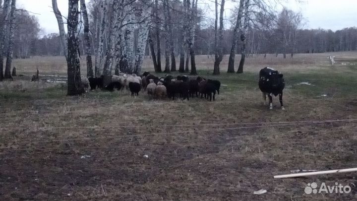 Мясо баранина тушка