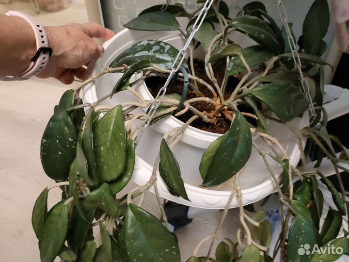 Хойя - восковой плющ