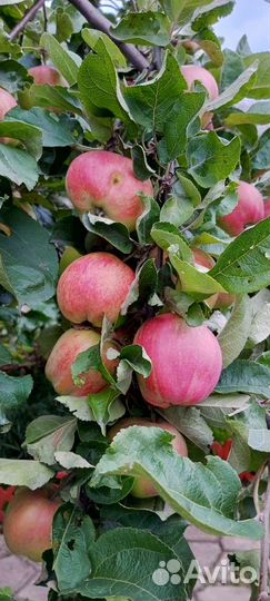 Яблоки сорт Боровинка