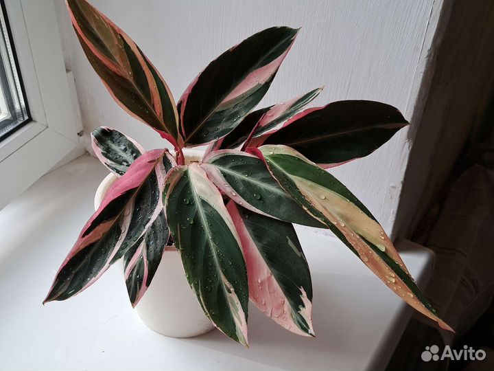 Строманта триколор