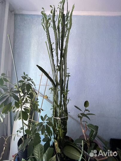 Кактус Хлорофитум
